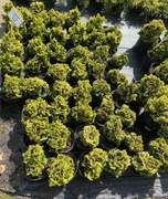 Cyprysik tępołuskowy 'Aurora' - odbiór osobisty