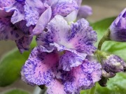 Fiołek afrykański sadzonka PK59