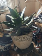 BARDZO DUŻA AGAWA RED BARON