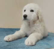 Owczarek Podhalański , piękne szczenięta z metryką , Radzyń Chełmiński