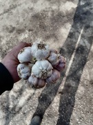 Czosnek z własnej plantacji wysyłka paczkomat