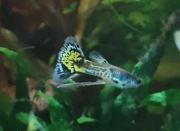 Gupik pawie oczko ribbon samce 