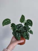 Scindapsus pictus argyraeus - roślina doniczkowa 