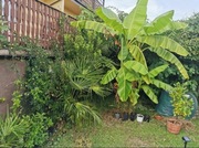 Kabel grzewczy samoregulujący 20w/m 1m 20W smart palmy bananowce egzotyki