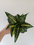SANSEVIERIA TRIFASCIATA HAHNII SWIRLS variegata