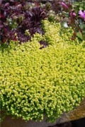 Rozchodnik Ostry Sedum acre Aurea Żółty Dywan