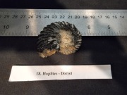 Amonit Hoplites – Dolna Jura, Dorset (UK) – naturalny okaz kolekcjonerski