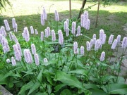 Rdest plamisty sadzonki