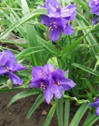 Trzykrotka wirginijska