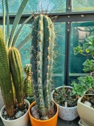 Stetsonia coryne KAKTUS duży okaz