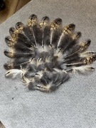 Pióra naturalne Sowy 