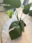 Monstera w doniczce 