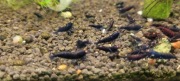 Krewetki black tiger oe 10szt
