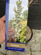 Dereń kolumnowy Flower Tower 115 cm