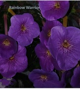 Achimenesy kłącze Rainbow Warrior 