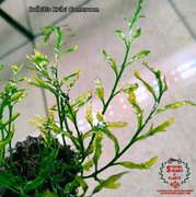 Bolbitis Kribi Cameroon Rarytas