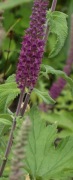 Ożanka Paradise Delight Teucrium hircanicum 300 nasion