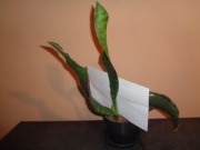 Sansevieria alwitrii