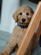 Pudel Królewski szczenięta 