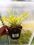 Hakonechloa aureola duże sadzonki 