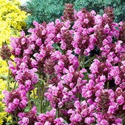 Głowienka wielkokwiatowa różowa bylina wieloletnia sadzonka 