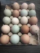 Jaja lęgowe kurze kolorowe
