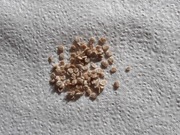 Dyno F1 pomidor gruntowy 10 szt nasion