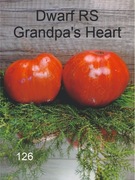 126-Dwarf RS Grandpa's Heart. Pomidory kolekcjonerskie.