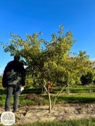 wiśnia ozdobna Autumnalis Rosea, czereśnia, 200-350cm, wielopniowe
