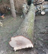 kłoda jodły długa