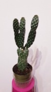 Meksykański kaktus Opuncja Opuntia rubescens jak Królicze uszy 2 w 1