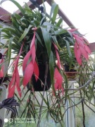 Billbergia zwisła nr 1