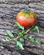 BLUE S  BLING  Pomidor Kolekcjonerski 