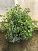 Kalina Eve Price kwitnąca od jesieni do wiosny 100 cm