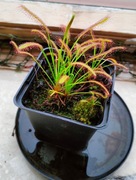 Rosiczka DROSERA CAPENSIS