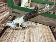 Poroże koziołka sarny sarna trofeum trofea myśliwskie uzębiona czaszka