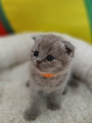 Kotek brytyjski szkocki zwisłouchy