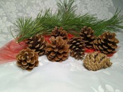 Szyszki sosny czarnej