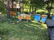 Sprzedam 5 rodzin pszczelich, z ulami lub bez.