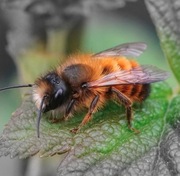 Kokony murarki OSTATNIE 500+gratis instrukcja