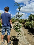 Buk pospolity / Fagus sylvatica / 100-175cm / na żywopłot