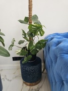 Monstera variegata 14 liści