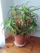 Aloes z Madery 10 letni 110 wys