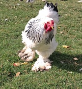 Jaja lęgowe Brahmy Olbrzymiej 