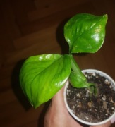 Epipremnum manjula golden 