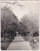 Mielec park z pomnikiem miłosnej pary 18x24 cm