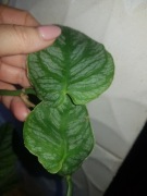 Monstera dubia cięta 