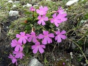 Pierwiosnek Primula wulfeniana