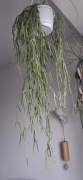 Hoya Linearis duża 