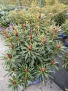 Rododendron Grazeasy Dark Pink kolekcjonerski Inkarho